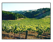 Villicana Winery Vineyard