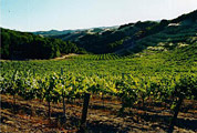 Villicana Vineyard