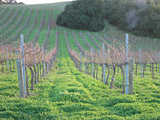 Winter Vineyard